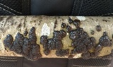Exidia nigricans image