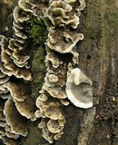 Bjerkandera adusta image