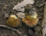 Boletus queletii image