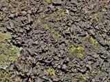 Leptogium austroamericanum image