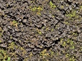 Leptogium austroamericanum image