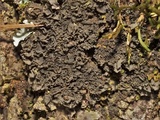 Leptogium austroamericanum image