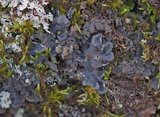 Leptogium hirsutum image