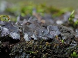 Leptogium hirsutum image