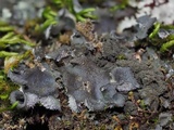 Leptogium hirsutum image