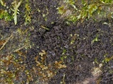 Leptogium austroamericanum image