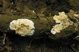 Byssomerulius corium image