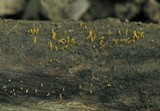 Calocera cornea image
