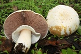 Agaricus albolutescens image