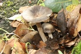 Clitocybula atrialba image