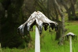 Coprinopsis picacea image