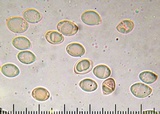 Lyophyllum semitale image