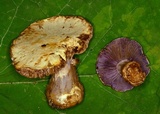Cortinarius pulchrifolius image