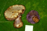 Cortinarius pulchrifolius image