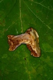 Cortinarius pulchrifolius image