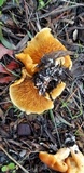 Gymnopilus aurantiophyllus image