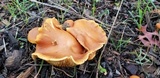 Gymnopilus aurantiophyllus image