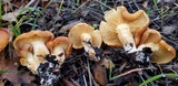 Gymnopilus aurantiophyllus image