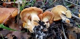 Gymnopilus aurantiophyllus image