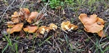 Gymnopilus aurantiophyllus image