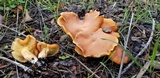 Gymnopilus aurantiophyllus image