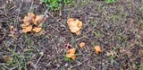 Gymnopilus aurantiophyllus image