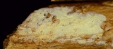Radulomyces confluens image