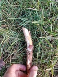Radulomyces confluens image