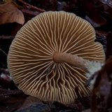 Gymnopus peronatus image