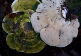 Trametes gibbosa image