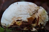 Trametes gibbosa image