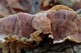 Skeletocutis lilacina image