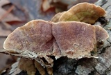 Skeletocutis lilacina image