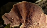 Skeletocutis lilacina image