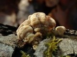 Skeletocutis lilacina image