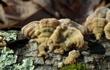 Skeletocutis lilacina image