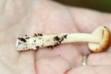Amanita sect. Vaginatae image