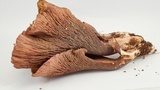 Gomphus clavatus image