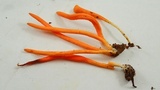 Clavulinopsis laeticolor image