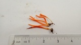 Clavulinopsis laeticolor image