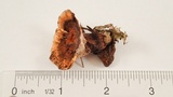 Hydnellum aurantiacum image
