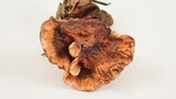 Hydnellum aurantiacum image