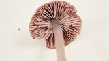Mycena pura image