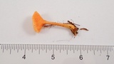 Hygrophoropsis aurantiaca image