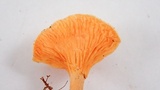 Hygrophoropsis aurantiaca image