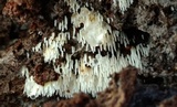 Mucronella calva image