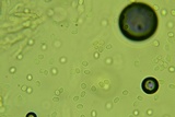 Clavulina coralloides image