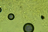 Clavulina coralloides image