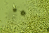 Clavulina coralloides image