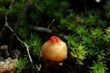 Calostoma lutescens image